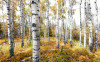 Colorful Aspenwoods