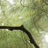 Der Traumbaum