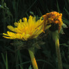 Frühling auf dem Land