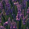 Lavender Dream