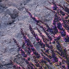 Lavender Dream