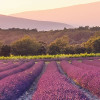 Lavender Dream