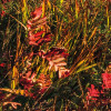 Norwegische Herbstwelten