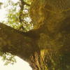 The Magic Tree
