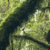 Ancient Green 