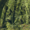 Ancient Green 