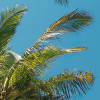 Coconut Heaven II 