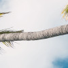 Coconut Heaven II 