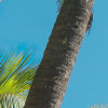 Coconut Heaven 