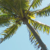 Coconut Heaven 