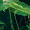Green Leaves 
