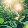 Green Leaves 