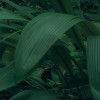 Green Leaves 