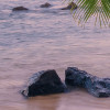 Hawaiian Dreams 