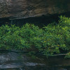 Golden Falls