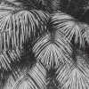 Coco Oasis