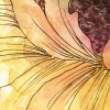Girasol