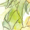 Girasol