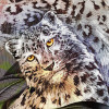Wild Cats