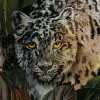Wild Cats