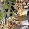 Wild Cats