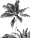 Retro Palm