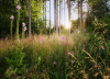 Summer Glade