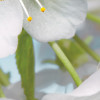 Blossom