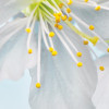 Blossom