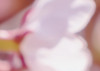 Pink Blossom