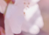 Pink Blossom