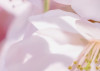 Pink Blossom