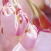Pink Blossom