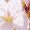 Pink Blossom