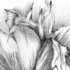 Embroidery