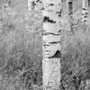 Woods