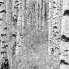 Woods