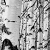 Woods