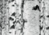 Woods
