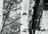 Woods