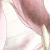 Petals