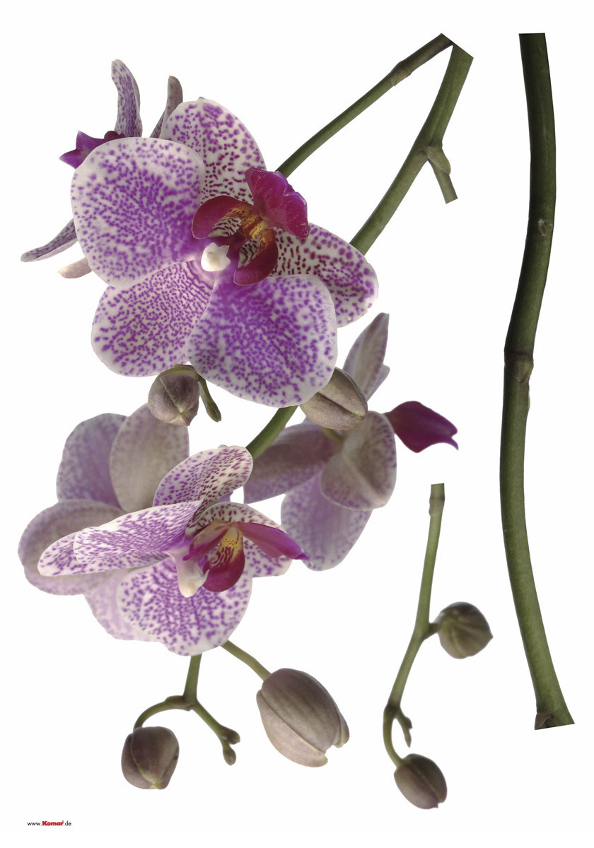 Orchidee