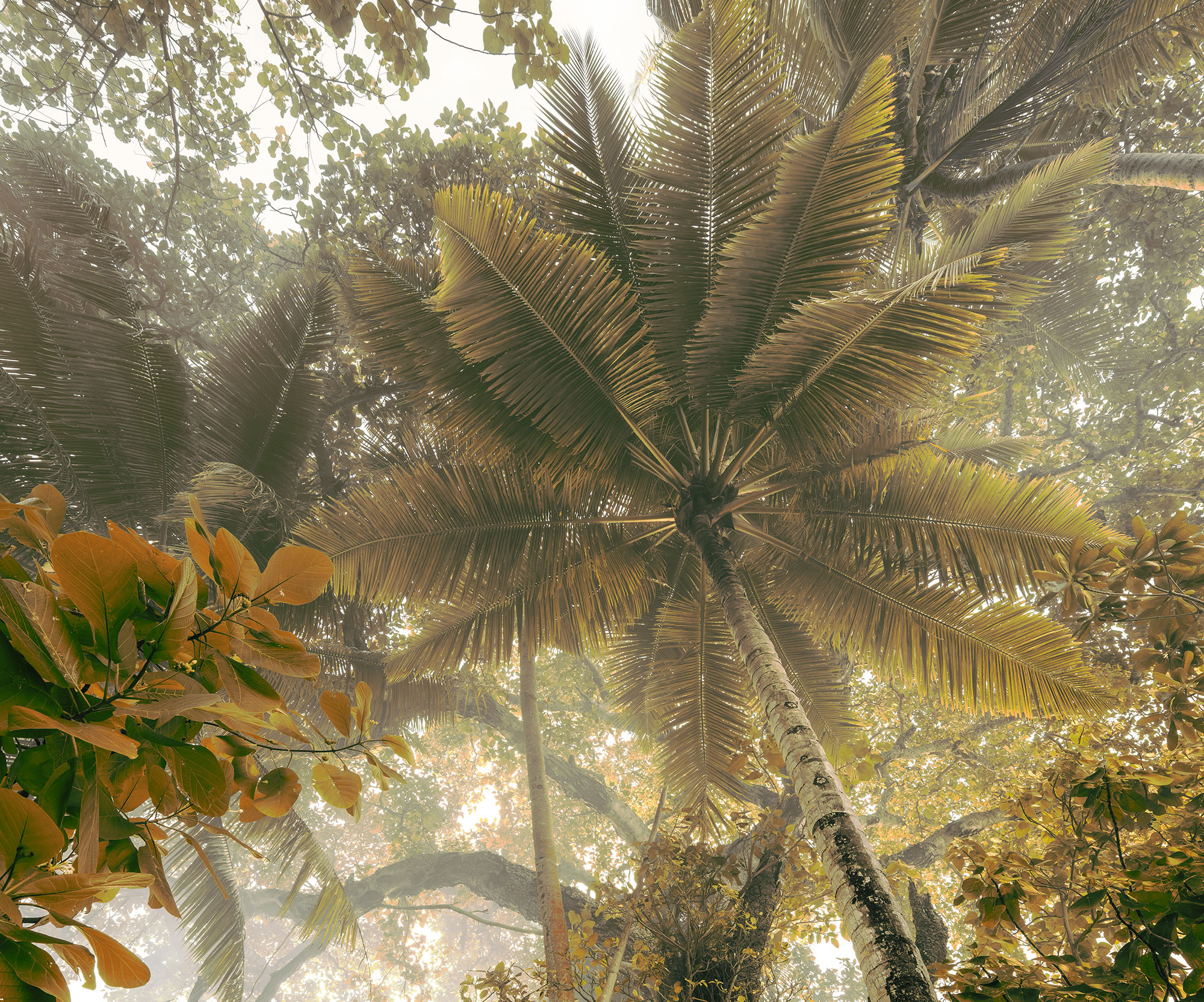 Palms Panorama