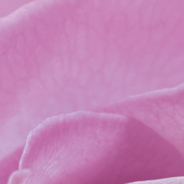 Pink Rose