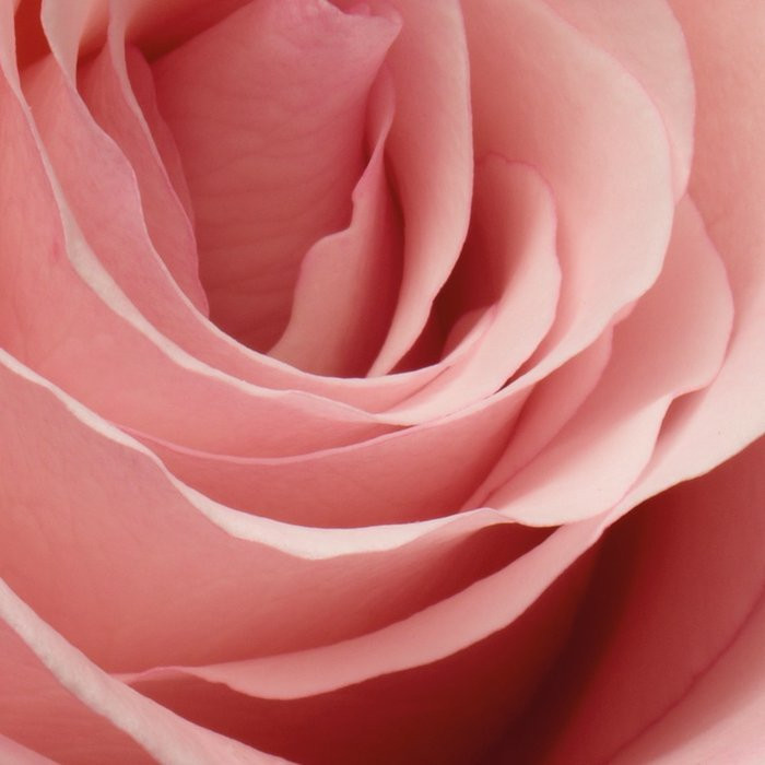 Rosenduft