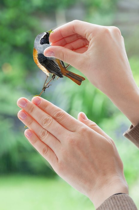 Birds
