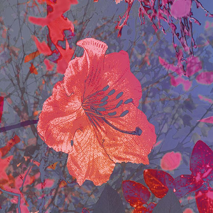 Wild Garden