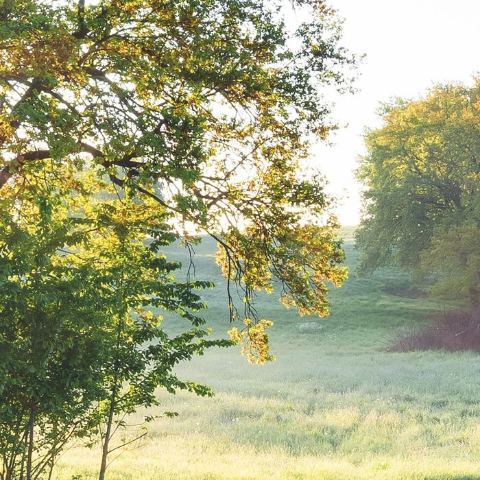 Meadow Trail