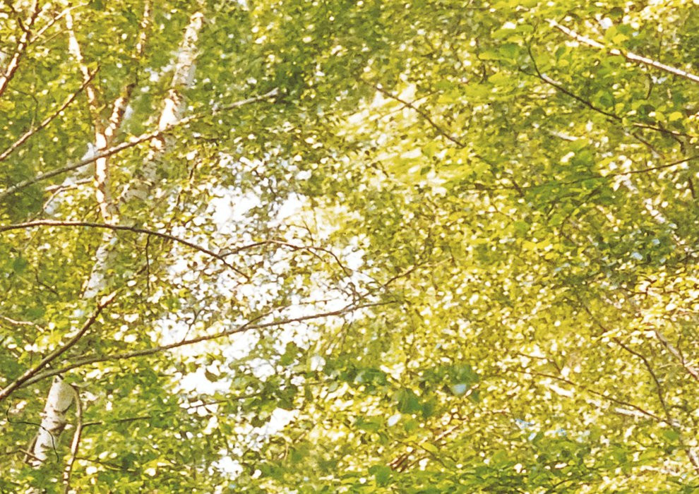 Birkenwald