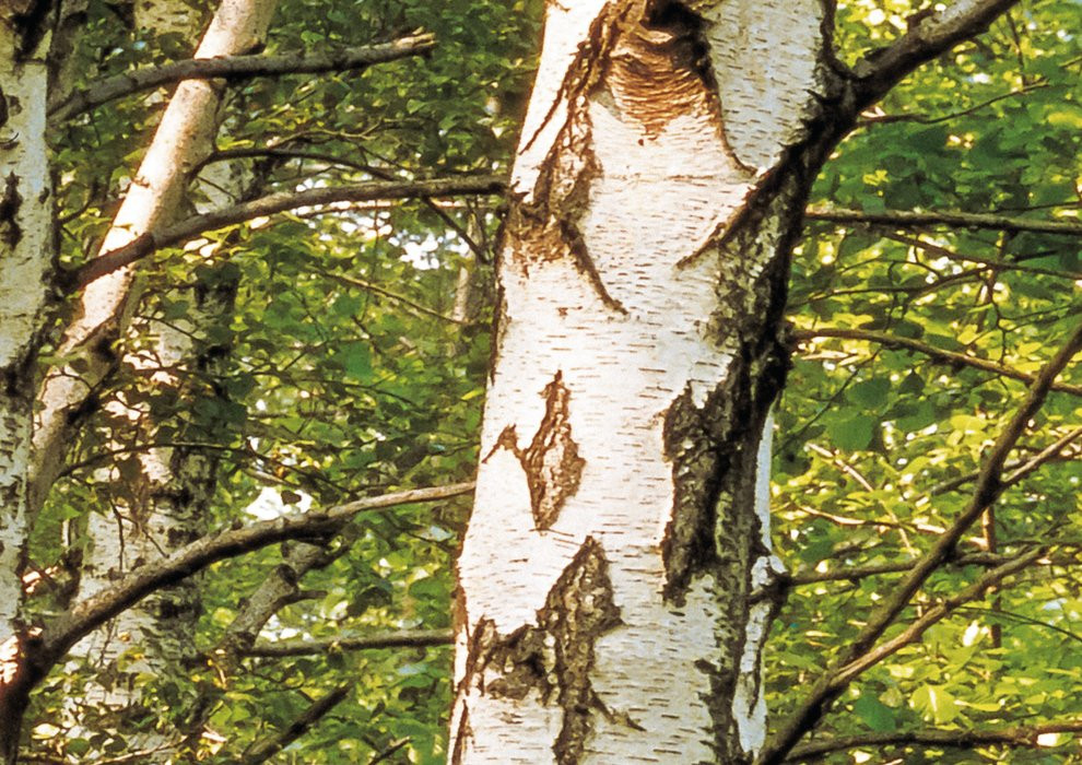Birkenwald